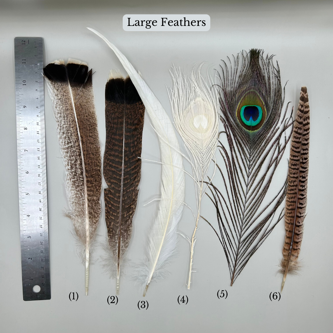 Large Feathers