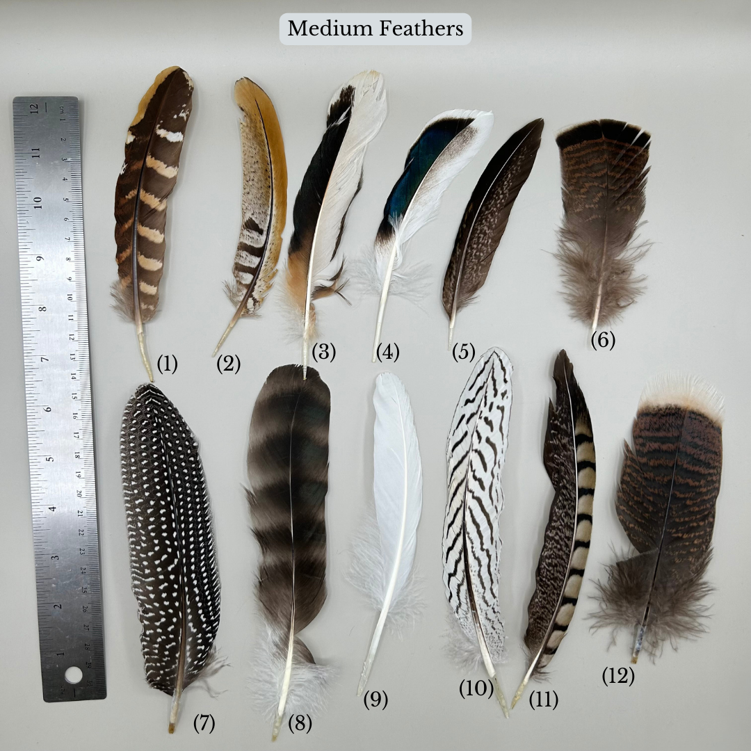 Medium Feathers